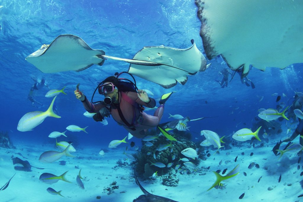 Quels sont les différents niveaux de plongée sous-marine ?