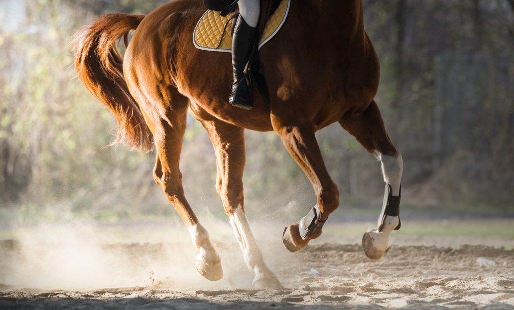 L'équitation : bien plus qu'une simple activité, un vrai sport !