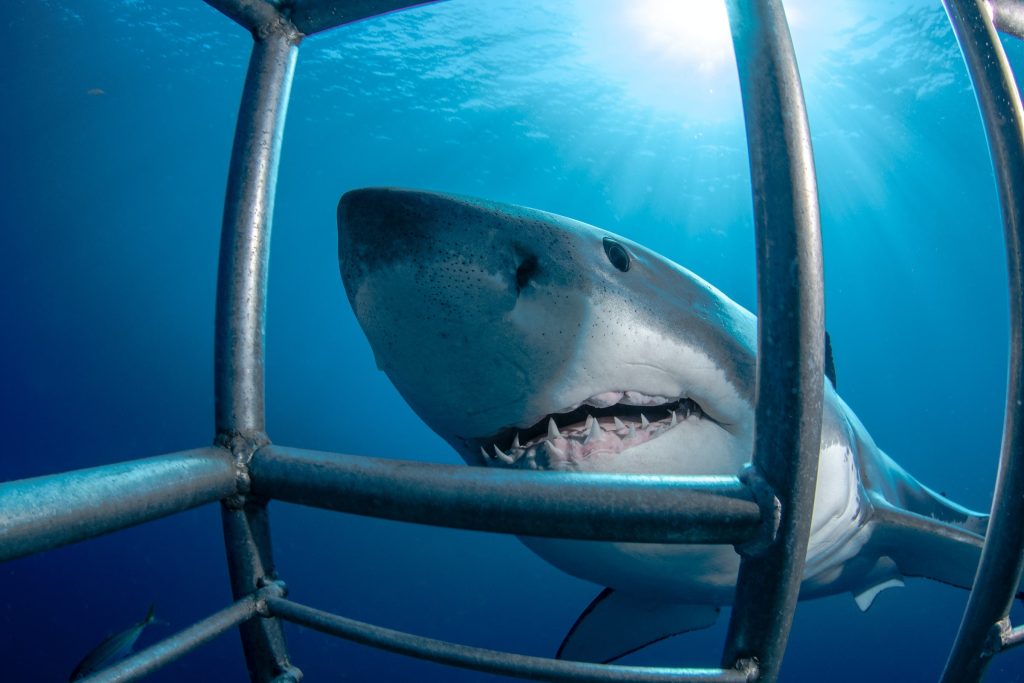 Les Sports Sous-Marins : Le Dernier Bastion de l'Aventure ou la Prochaine Catastrophe ?