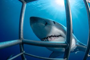 Les Sports Sous-Marins : Le Dernier Bastion de l'Aventure ou la Prochaine Catastrophe ?